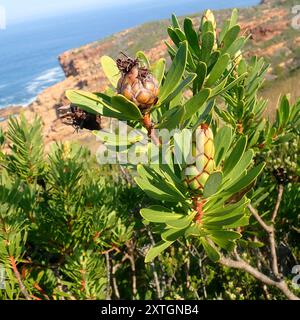 Lanceleaf Sugarbush (Protea lanceolata) Plantae Banque D'Images