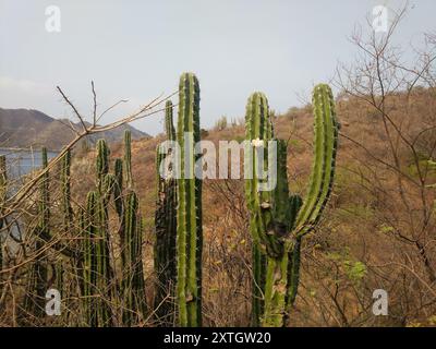 Cactus globulaires, cactus clair de lune, cactus torche et alliés (Cactoideae) Plantae Banque D'Images