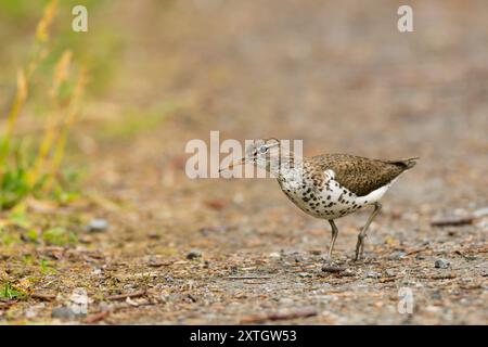 Repéré Sandpiper recherche dans le centre-sud de l'Alaska. Banque D'Images