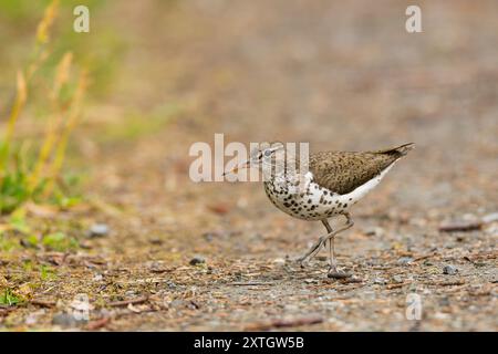 Repéré Sandpiper recherche dans le centre-sud de l'Alaska. Banque D'Images