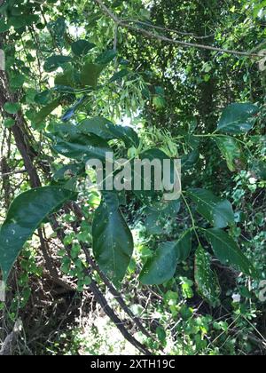 Frêne vert (Fraxinus pennsylvanica) Plantae Banque D'Images