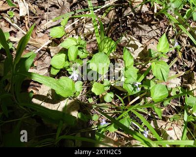 Violet de Labrador (Viola labradorica) Plantae Banque D'Images