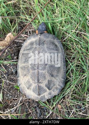 Tortue des bois (Glyptemys insculpta) Reptilia Banque D'Images