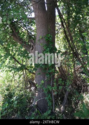 Frêne vert (Fraxinus pennsylvanica) Plantae Banque D'Images