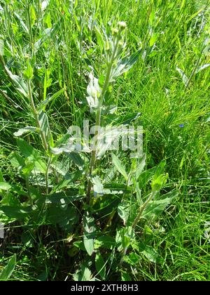 Marguerite Oxeye (Leucanthemum ircutianum) Plantae Banque D'Images