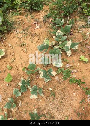 Haricot de Kudzu (Pueraria montana lobata) Plantae Banque D'Images