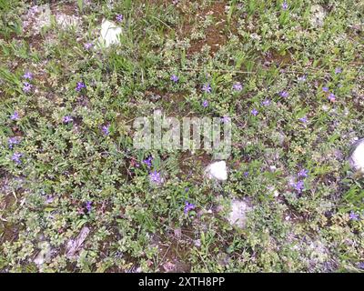 Lac nain Iris (Iris lacustris) Plantae Banque D'Images