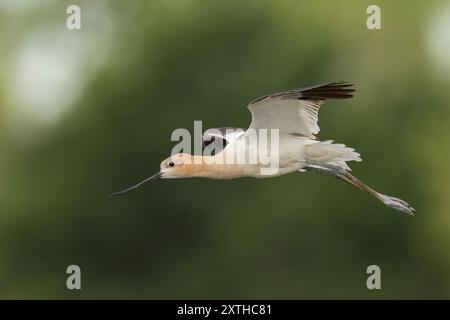 Avocet américain (Recurvirostra americana) Sacramento Comté Californie États-Unis Banque D'Images