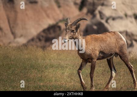 Mouton bighorn marchant à travers les Badlands avec un fond rocheux et un premier plan herbeux Banque D'Images