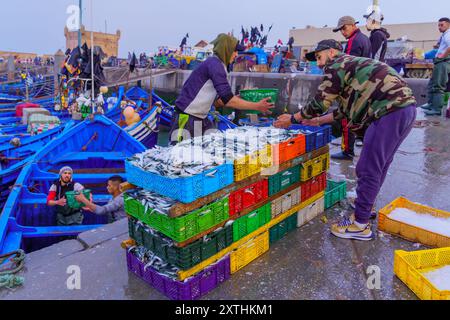 Essaouira, Maroc - 08 avril 2023 : scène de lever de soleil du port de pêche, avec des habitants manipulant la capture de sardines, à Essaouira (Mogador), Maroc Banque D'Images