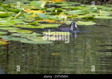 Un coot se nourrissant parmi les lilly pads. Banque D'Images