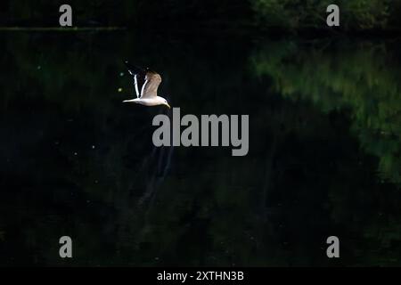Une mouette volant au-dessus d'une surface d'eau calme dans la première lumière du matin. Banque D'Images