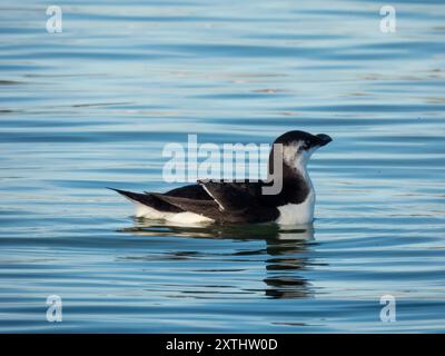 Razorbill ou moindre auk (ALCA torda) photographié flottant dans la réserve naturelle étang de Villepey, à Fréjus, dans le sud de la France. Banque D'Images