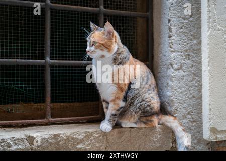 Chat tabby domestique à cheveux courts assis sur le rebord de la fenêtre. Chats à Venise. Banque D'Images