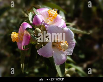 Gros plan des fleurs de Lagunaria patersonia sur une esplanade balnéaire en Espagne en été Banque D'Images