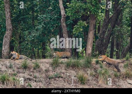 Tigress connu sous le nom de DJ (Dhawajandhi) avec des subadultes dans la zone Mukki de Kanha Tiger Reserve, inde . Banque D'Images