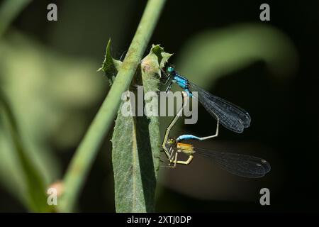 Große Pechlibelle, grosse Pechlibelle, Pechlibelle, Paarung, Kopulation, Paarungsrad, Männchen und Weibchen, Pech-Libelle, Ischnura elegans, common is Banque D'Images