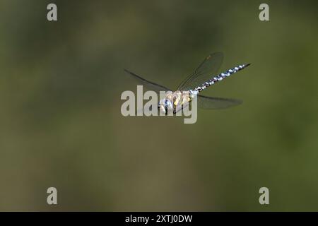 Herbst-Mosaikjungfer, Flug, fliegend, Mosaikjungfer, Herbstmosaikjungfer, Männchen, Aeshna mixta, Scarce aeshna, migrant Hawker, masculin, vol, vol, Banque D'Images