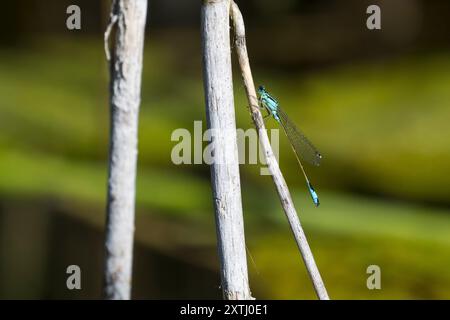 Große Pechlibelle, grosse Pechlibelle, Pechlibelle, Männchen, Pech-Libelle, Ischnura elegans, ischnura commun, ischnura, damoiselle à queue bleue, commun Banque D'Images