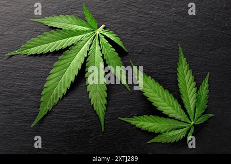 vue de dessus sur les feuilles de cannabis sur le panneau d'ardoise noire, feuille de marijuana verte sur fond sombre Banque D'Images