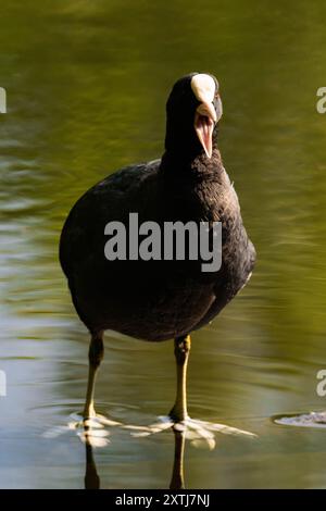 Coot eurasien (Fulica atra) debout sur une branche avec la bouche ouverte Banque D'Images