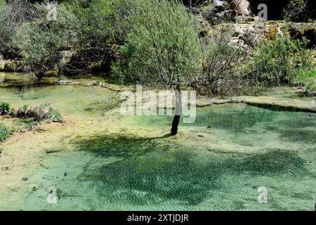 Source de la rivière Cuervo, affluent de la rivière Guadiela, bassin de la rivière Tajo. Vega del Codorno municipalité, province de Cuenca, Castilla-la Mancha, Espagne. Banque D'Images