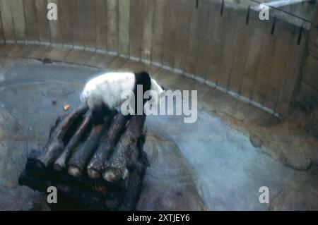 Célèbre panda géant chinois Chi-Chi, Ailuropoda melanoleuca, dans son enclos au zoo de Londres en 1965 Banque D'Images