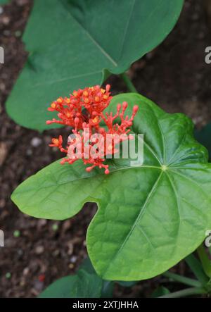 Noix de purge, Jatropha podagrica, Euphorbiaceae. Amérique centrale et sud du Mexique. Banque D'Images