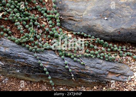 Ficelle de perles, ficelle de perles ou ficelle de perles, Curio rowleyanus, syn. Senecio rowleyanus et Kleinia rowleyana, Asteraceae. Provinces du Cap. Banque D'Images