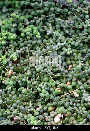 Ficelle de perles, ficelle de perles ou ficelle de perles, Curio rowleyanus, syn. Senecio rowleyanus et Kleinia rowleyana, Asteraceae. Provinces du Cap. Banque D'Images