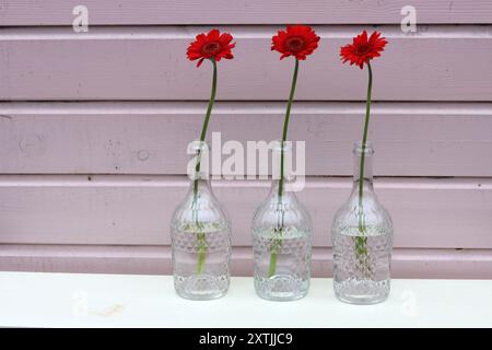 Trois fleurs de gerbera rouges dans des vases en verre contre un mur en bois rose. Composition simple nature morte avec fleur. Banque D'Images