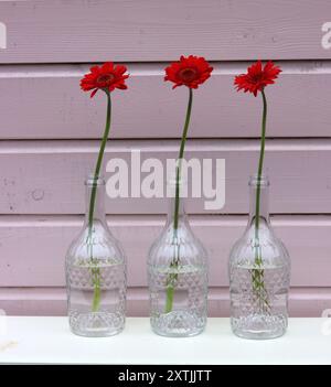 Trois fleurs de gerbera rouges dans des vases en verre contre un mur en bois rose. Composition simple nature morte avec fleur. Banque D'Images