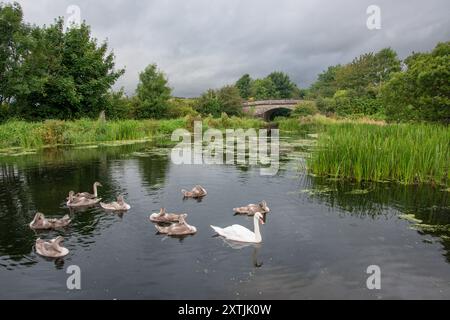 Cygnes muets (Cygnus olor) adultes et cygnets sur le canal de Lancaster, près de Crooklands, Cumbria, Angleterre, Royaume-Uni Banque D'Images