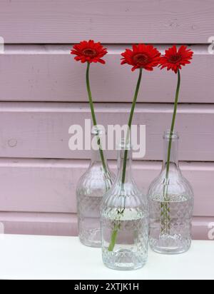 Trois fleurs de gerbera rouges dans des vases en verre contre un mur en bois rose. Composition simple nature morte avec fleur. Banque D'Images