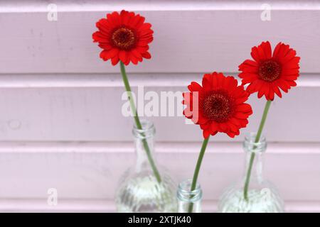 Trois fleurs de gerbera rouges dans des vases en verre contre un mur en bois rose. Composition simple nature morte avec fleur. Banque D'Images