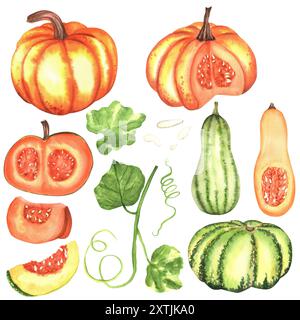 Un paquet de citrouilles et de courges vertes et oranges colorées, des tranches, des feuilles vertes et des graines. Clipart de légumes d'automne. Illustration d'aquarelle dessinée à la main Banque D'Images