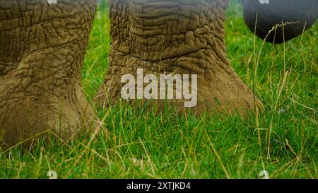 Jambes d'éléphant gros plan inspirées du safari. Ces animaux africains ont de grandes pattes épaisses et une peau grise ridée. Les pieds sont construits pour supporter le poids Banque D'Images