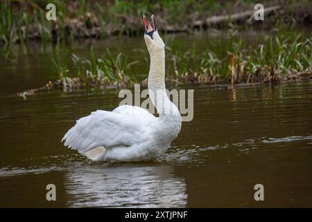 Le cygne muet Cygnus olor sur l'eau d'une petite rivière. Un bel oiseau blanc. Banque D'Images