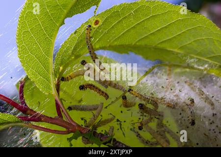 Groupe de larves d'ermine d'oiseau-cerisier Yponomeuta evonymella pupate dans une toile commune étroitement emballée, blanche sur un tronc d'arbre et des branches parmi les leaves vertes Banque D'Images