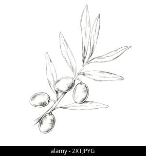 Branche d'olivier luxuriante avec plusieurs olives et des détails de feuilles complexes. Conception de dessin au crayon isolé pour le marquage à l'huile d'olive haut de gamme, les emballages de soins de la peau de luxe ou les étiquettes de produits alimentaires méditerranéens Banque D'Images