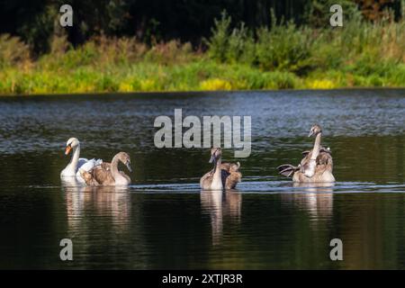 Cygnus olor, cygne nageant dans l'eau. Banque D'Images