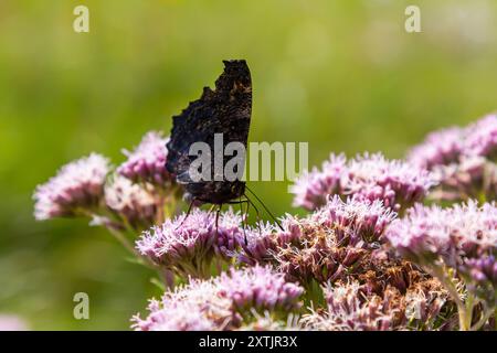 Papillon aglais io avec de grandes taches sur les ailes se trouve sur une prairie de bleuet. Banque D'Images