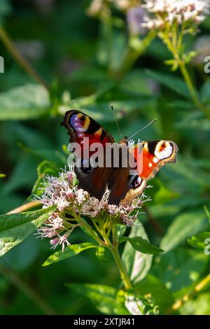 Papillon aglais io avec de grandes taches sur les ailes se trouve sur une prairie de bleuet. Banque D'Images