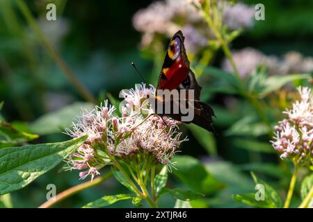 Papillon aglais io avec de grandes taches sur les ailes se trouve sur une prairie de bleuet. Banque D'Images