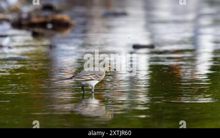 Motacilla alba - la queue blanche, est une petite espèce d'oiseau de passereau de la famille des Motacillidae. Banque D'Images