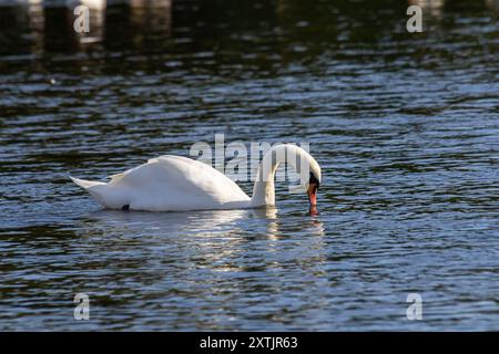 Cygnus olor, cygne nageant dans l'eau. Banque D'Images