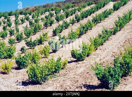 Vignoble. Ribera del Duero, province de Valladolid, Castilla Leon, Espagne. Banque D'Images