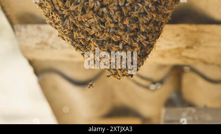 Une ruche d'abeilles sauvages se sont attachées à la grange. Banque D'Images
