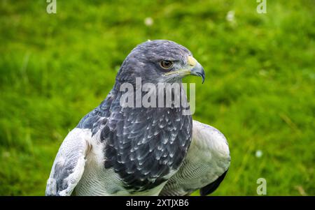 Aigle bleu chilien, Geranoaetus melanoleucus australis, également connu sous le nom d'aigle buzzard noir occidental Banque D'Images