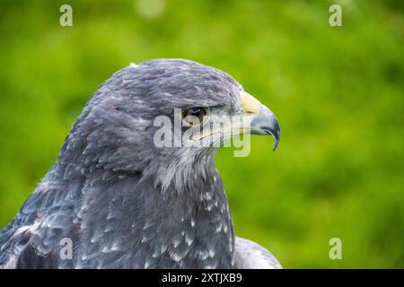 Aigle bleu chilien, Geranoaetus melanoleucus australis, également connu sous le nom d'aigle buzzard noir occidental Banque D'Images